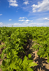 Image showing potato field  