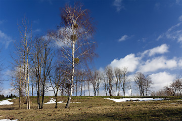 Image showing trees in the spring 