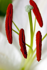 Image showing lily flower 