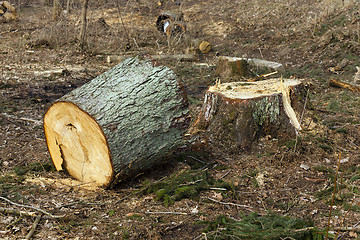 Image showing old trees  