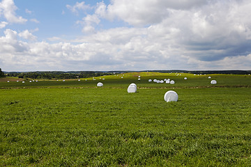 Image showing the packed grass  