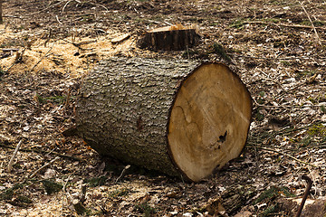 Image showing old trees  