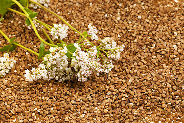 Image showing buckwheat flower  
