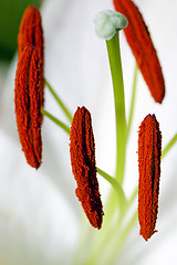 Image showing lily flower  