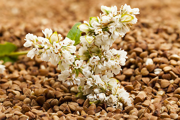 Image showing buckwheat flower  