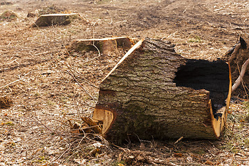 Image showing cut trees  