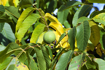 Image showing walnut  