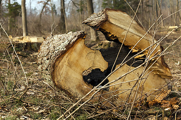 Image showing old trees  