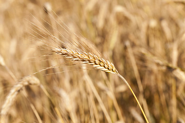 Image showing the ripened cereals  