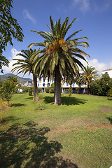 Image showing palm tree  