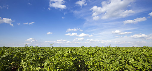 Image showing potato field  