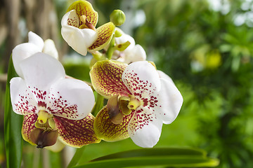 Image showing Asian Vanda Orchid