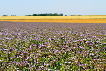 Image showing fiddleneck flowers field 