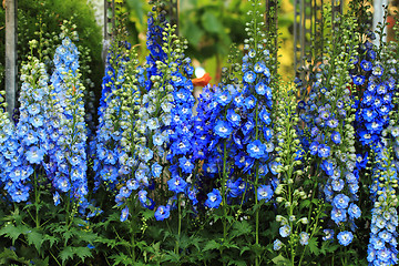 Image showing blue delphinium flower background