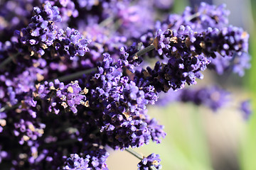 Image showing lavender flowers background