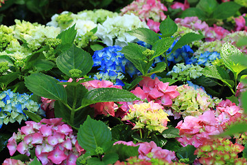 Image showing hortensia flowers