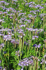 Image showing fiddleneck flowers