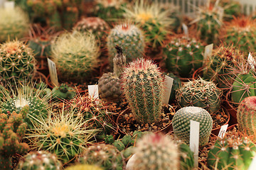 Image showing cactuses as nice natural background