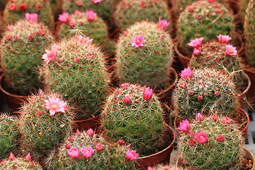 Image showing cactuses as nice natural background