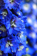 Image showing blue delphinium flower background
