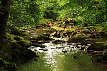 Image showing river in the forest