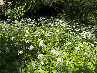 Image showing Garden