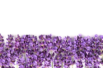 Image showing Lavender.