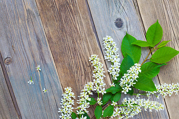 Image showing branch of blossom bird cherry on aged boards antique table