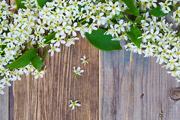 Image showing blossom bird cherry on aged boards antique table