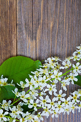 Image showing branch and leaves of blossom bird cherry