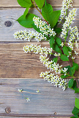 Image showing still life with branch of blossom bird cherry