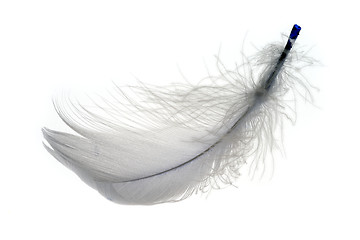 Image showing Feather