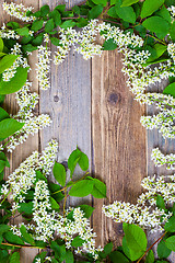 Image showing bird cherry branches  on aged boards