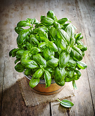 Image showing fresh green basil