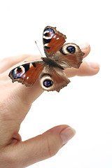 Image showing Butterfly