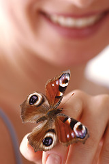 Image showing Butterfly