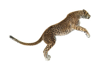 Image showing Cheetah