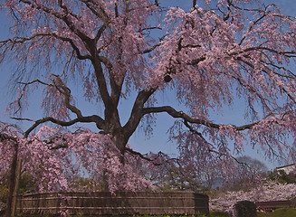 Image showing Beautiful Japanese spring