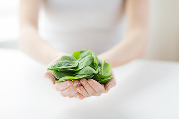 Image showing close up of woman hands holding spinach
