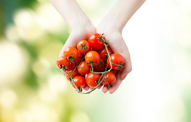 Image showing close up of woman hands holding cherry tomatoes