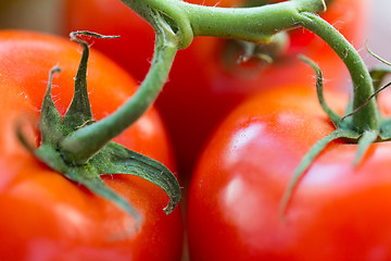 Image showing close up of ripe juicy red tomatoes