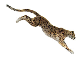 Image showing Cheetah