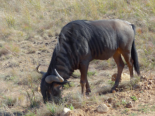 Image showing Wildebeest in South Africa