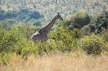 Image showing giraffe in South Africa