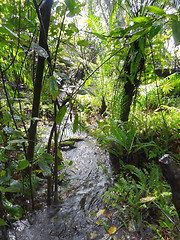 Image showing jungle scenery