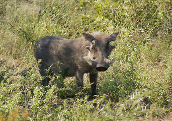 Image showing Warthog in South Africa