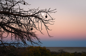 Image showing evening scenery at Kubu Island