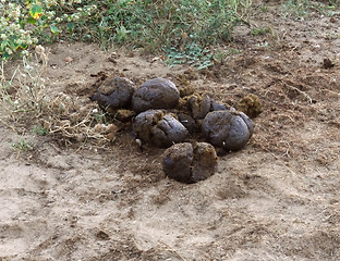 Image showing elephant crap