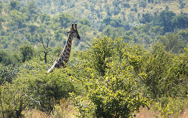 Image showing giraffe in South Africa