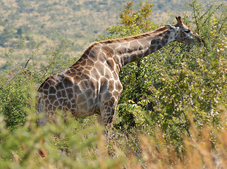 Image showing giraffe in South Africa